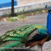 Pavão Azul Real - Casal