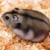 Hamster Chinês