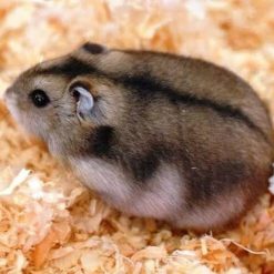 Hamster Chinês