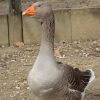 Ganso Toulouse - casal