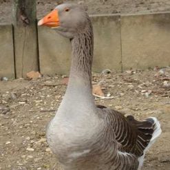 Ganso Toulouse - casal