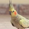 Calopsita