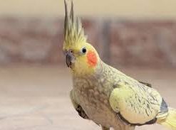 Calopsita