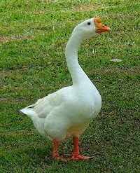 Ganso Chinês branco e pardo -  Casal