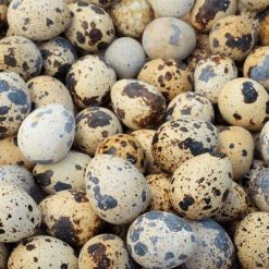 Ovos de Codornas